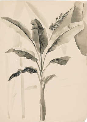 Дорфман Елизавета Григорьевна. Банан (растение)